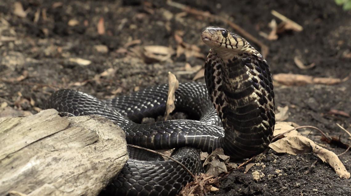 The bite of the forest cobra, whose scientific name is Naja melanoleuca, can induce a severe neurotoxic envenomation that is potentially life-threatening.
